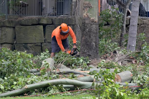 How Our Tree Care Process Works  in  Jonesville, VA